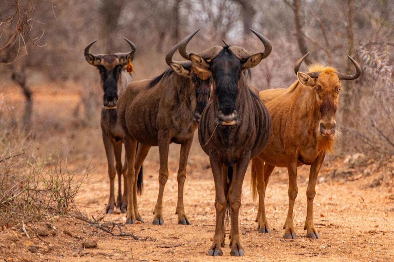 Hippomoon Lodge Game Reserve Hoedspruit Exteriér fotografie